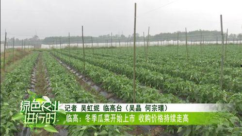 饶阳瓜菜今日价格行情,今日价格行情一览”