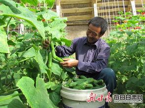 小乳瓜今日价格是多少,今日小乳瓜价格行情分析