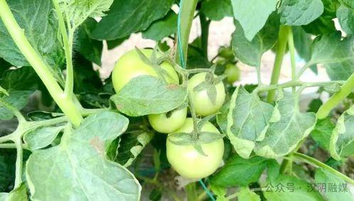 小乳瓜今日价格是多少,今日小乳瓜价格行情分析