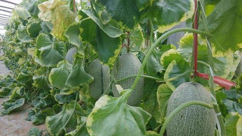 韩寺哈密瓜今日价格