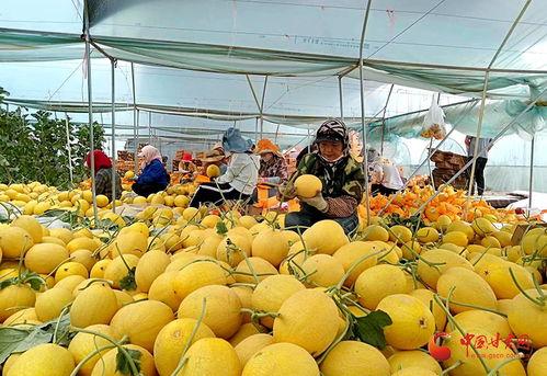 蜜瓜装车价格今日行情,价格波动解析