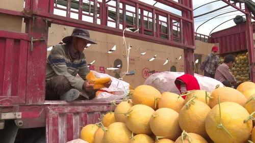 蜜瓜装车价格今日行情,价格波动解析