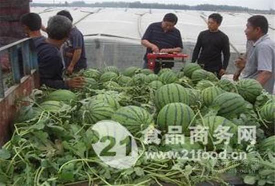 泸西太阳坡小瓜今日价格,价格行情一览