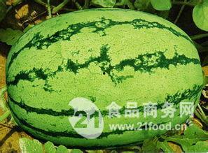 陕西今日瓜价行情,时令鲜甜，价格波动一览