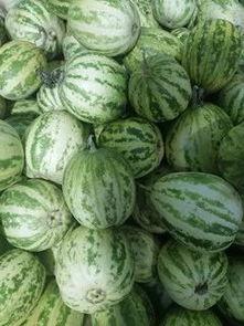 水果吊瓜今日行情