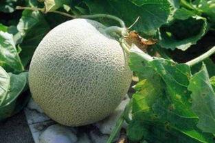 河北省哈密瓜今日价格,价格行情一览”