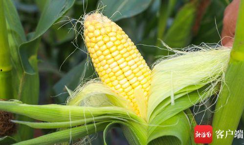 今日海南种什么瓜菜,因地制宜，丰收在望