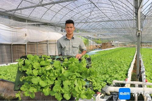 今日海南种什么瓜菜,因地制宜，丰收在望