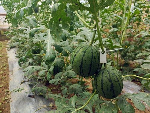 今日吃瓜-51吃瓜网,今日热点事件大盘点，揭秘娱乐圈幕后真相