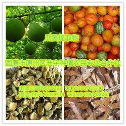 今日水瓜价格行情最新消息,波动分析及市场动态一览