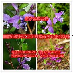 今日水瓜价格行情最新消息,波动分析及市场动态一览