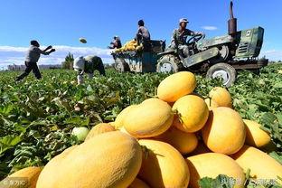 北京哈密瓜今日价格,价格行情一览”