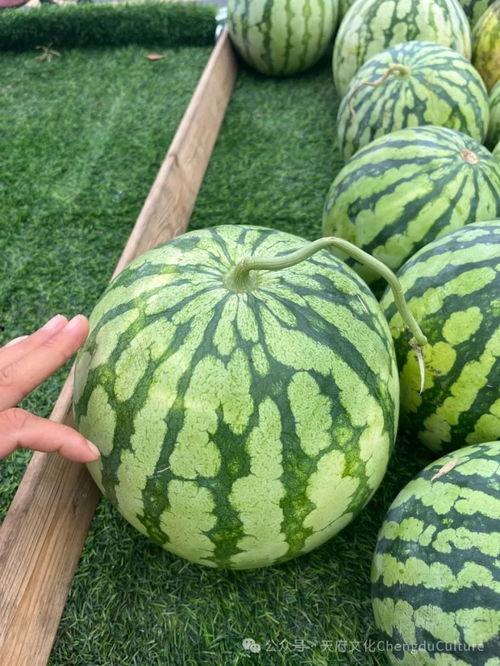 今日挑瓜,探寻瓜果新鲜滋味，共享田园生活乐趣