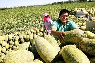 今日新疆瓜,探寻新疆特色瓜果的魅力