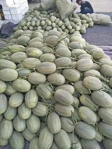 哈密瓜批发市场今日行情,价格波动与供需分析