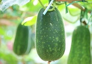 今日吃瓜必吃大瓜 免费,揭秘娱乐圈最新热点事件