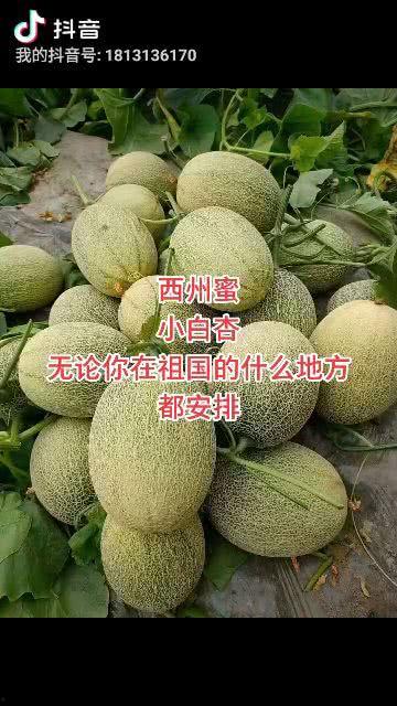 今日哈密瓜多少一斤,每斤XX元，品质佳选不容错过