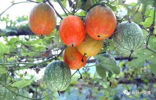 今日吊瓜种子价格,今日吊瓜种子价格行情一览