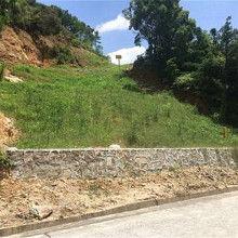 今日吊瓜种子价格,今日吊瓜种子价格行情一览