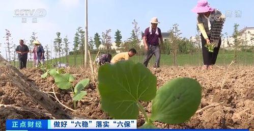 今日七甸土瓜塘新闻,土瓜塘社区发展新动态，聚焦民生改善与乡村振兴