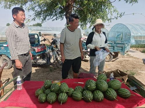河南周口小吊瓜今日价格,今日市场行情一览，价格走势分析”
