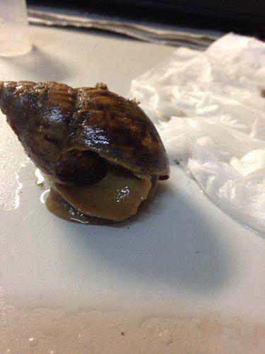 黑吃瓜牛,揭秘网络红人的崛起与争议