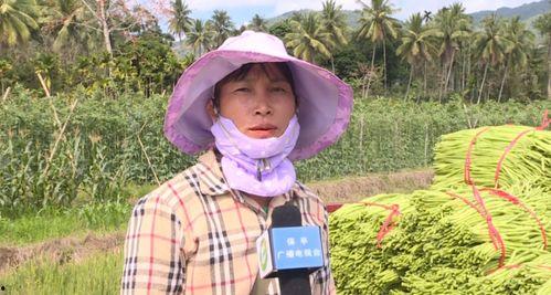 今日瓜菜价格表,市民菜篮子成本几何？