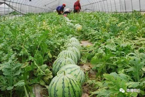 沭阳今日的瓜,今日瓜市新鲜盘点