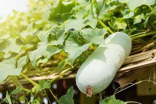 幸遇向今日头瓜,一场意外的收获之旅