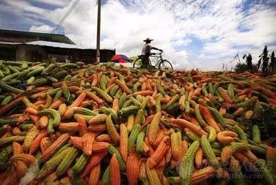 羊角瓜今日郑州批发价,价格波动及市场动态解析”