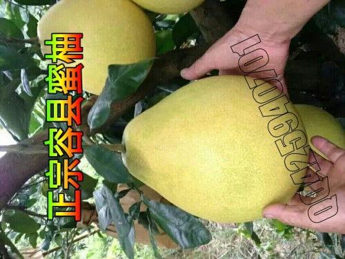 广西今日瓠瓜收购价,市场行情分析”