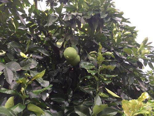 广西今日瓠瓜收购价,市场行情分析”