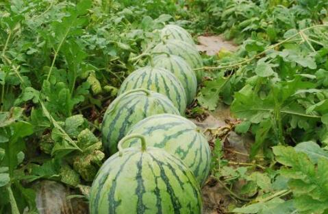 热门大瓜今日大瓜最新,揭秘娱乐圈最新重磅爆料！