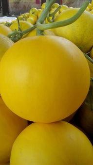 久红瓜今日价格,市场波动下的行情解析