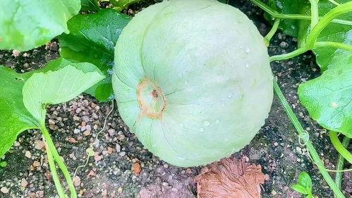 整理下今日的瓜,娱乐圈风云再起，揭秘明星幕后故事