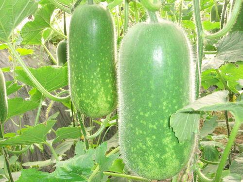 今日吃瓜每日必吃大瓜网,揭秘娱乐圈最新热点事件