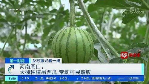 瓠瓜今日价格周口,市场动态一览”