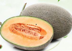 黑兔可以吃哈密瓜吗,探寻兔子饮食新选择