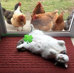 吃瓜今日吃瓜必吃胖猫,今日吃瓜必尝的肥美佳肴