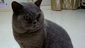 吃瓜今日吃瓜必吃胖猫,今日吃瓜必尝的肥美佳肴