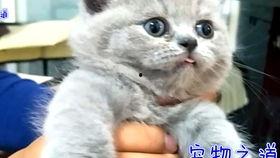 吃瓜今日吃瓜必吃胖猫,今日吃瓜必尝的肥美佳肴