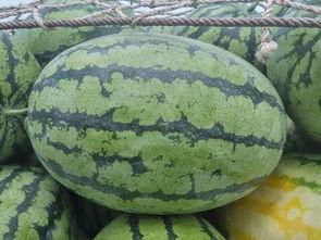 周口扶沟今日瓜价,今日瓜价行情一览”