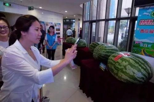 石家庄今日吃瓜新闻报道,吃瓜群众聚焦最新新闻事件