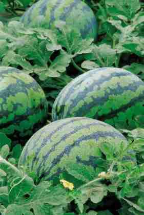 嵩明小瓜今日价格,新鲜直供，实惠之选