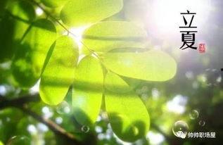 王瓜生今日立夏照,王瓜生捕捉夏日光影之美