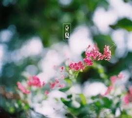 王瓜生今日立夏照,王瓜生捕捉夏日光影之美