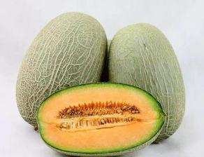 河南哈密瓜今日价格