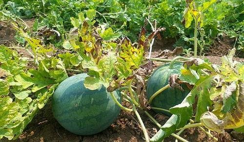 长春今日吃瓜事件真相是真的吗,事实与谣言的较量