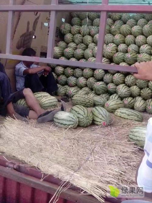 内蒙古麒麟瓜今日价格,品质之选，价格亲民