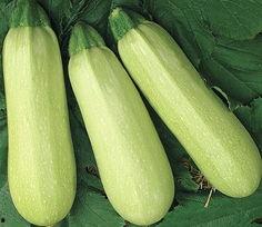 今日白瓜陕西价格多少,市场动态一览”